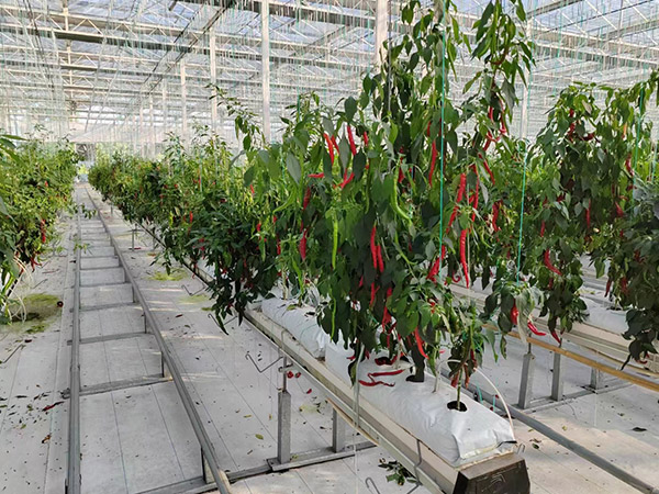 齊齊哈爾無土栽培辣椒種植