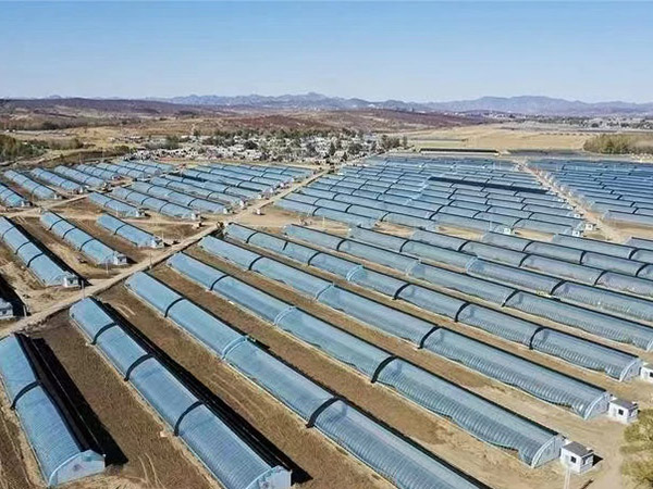 產業園日光大棚