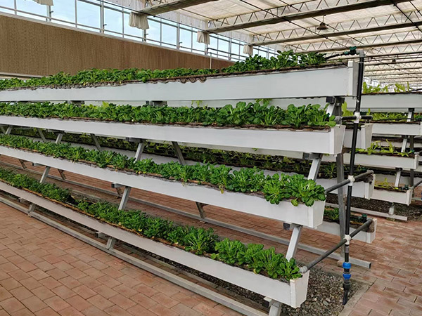 營養液無土栽培