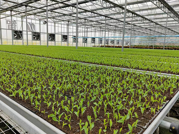 齊齊哈爾無土栽培育苗培育