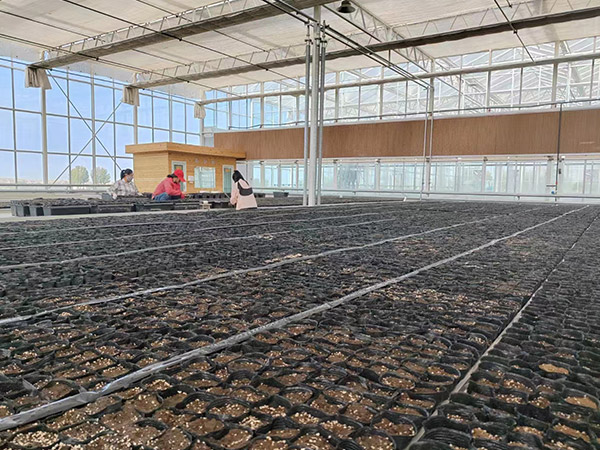 湖北育苗無土栽培
