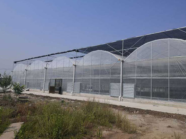 煙臺連棟薄膜大棚建設