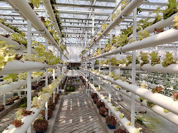 齊齊哈爾無土栽培智能溫室